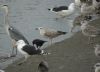Yellow-legged Gull at Hole Haven Creek (Steve Arlow) (64137 bytes)